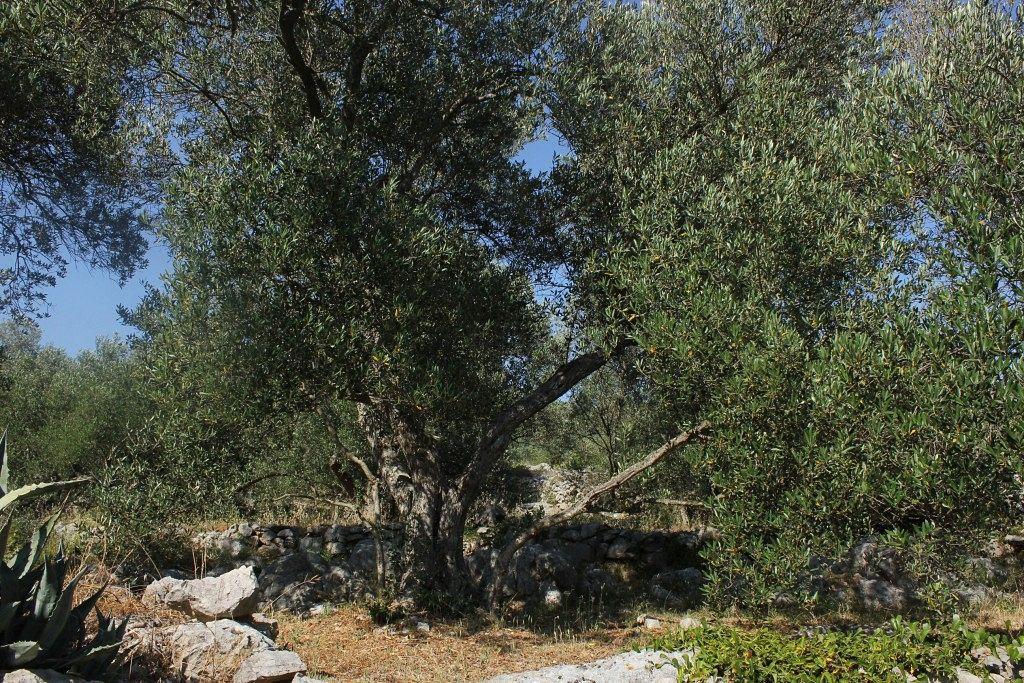 Secluded Fisherman'S Cottage Cove Magrovica - Telascica, Dugi Otok - 8142 Сали Экстерьер фото
